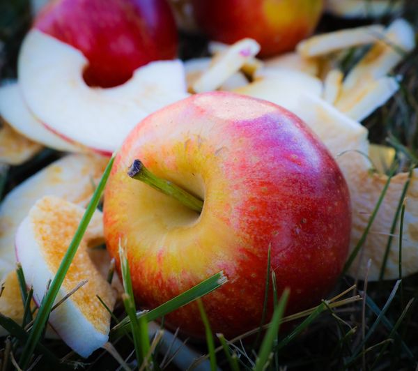 Fresh red apples on green grass