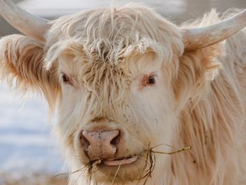 Close-up of a fluffy Highland cow with light fur and curved horns.