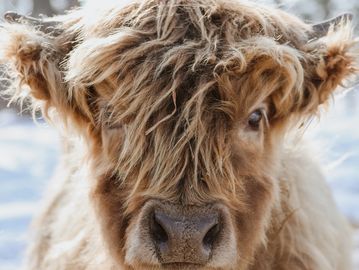 Close-up of a fluffy Highland cow with a snowy background.