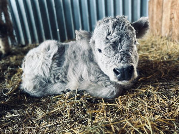 mini highland cattle - Google Search  Mini cows, Miniature cattle, Fluffy  cows