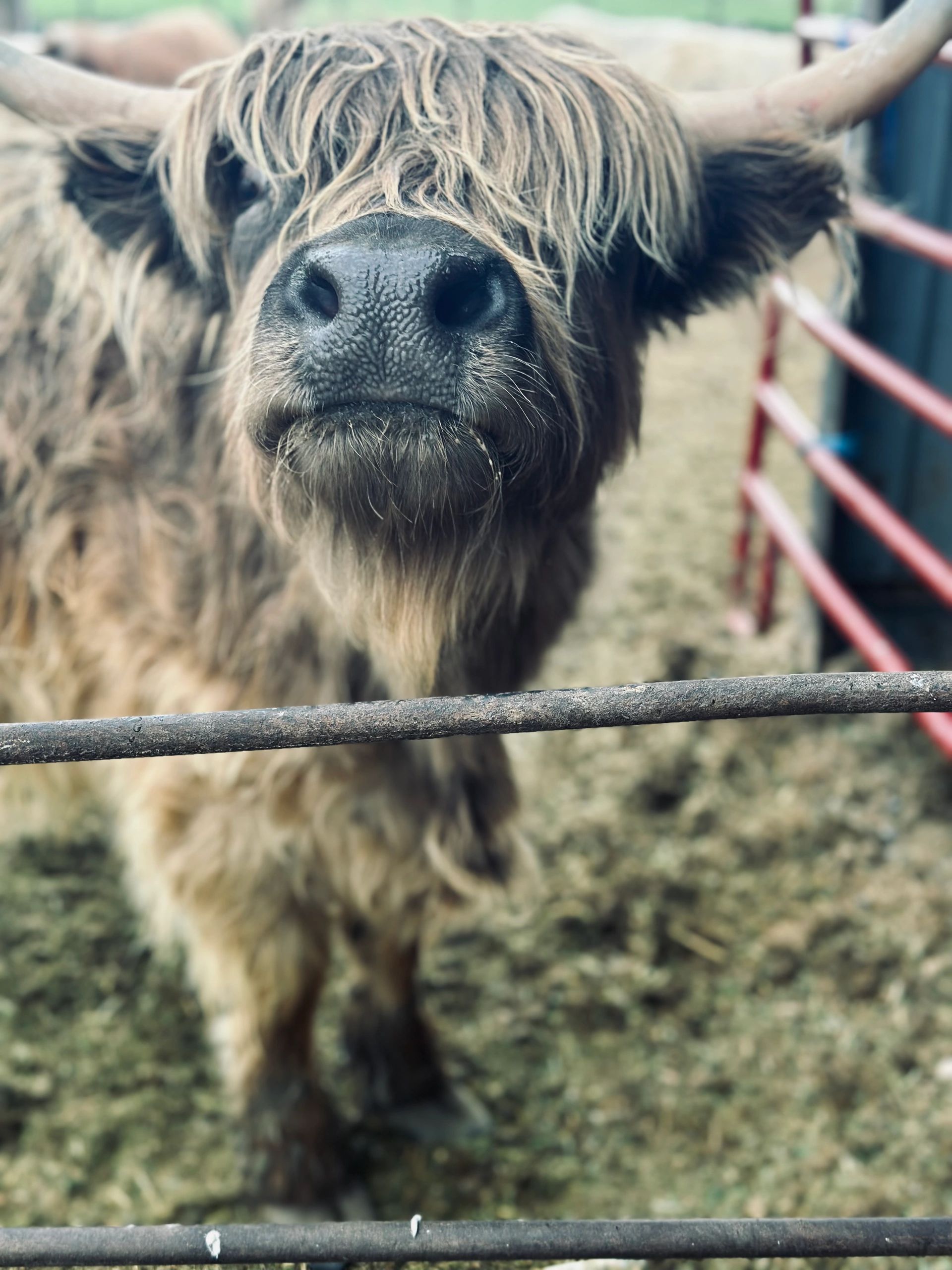 Miniature Highlands - Why and Why Not! — Koolah Creek Highland Cattle