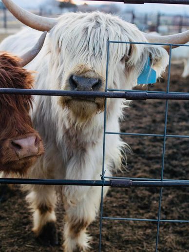 Silverbelle is a gorgeous 2018 Miniature HIghland SIlver cow. A true minature- she stands 42in. She 