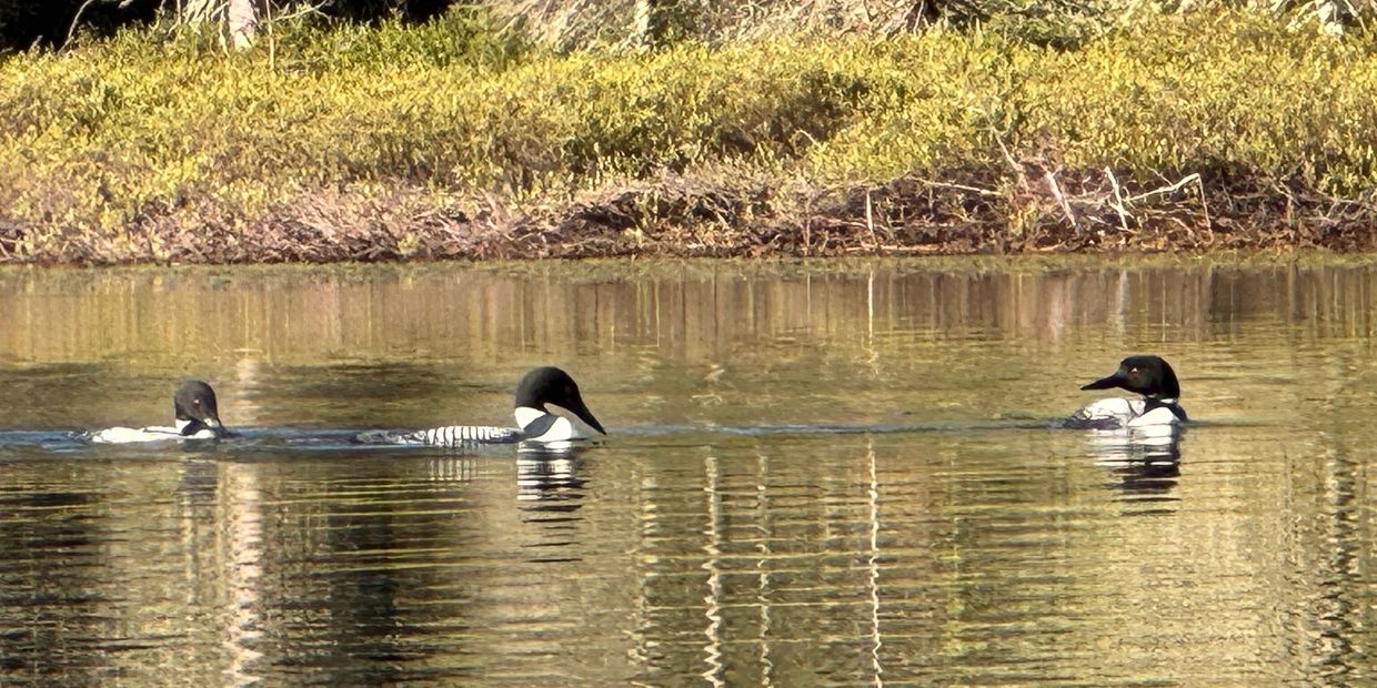 Three loons swimming on a calm lake near the shore.