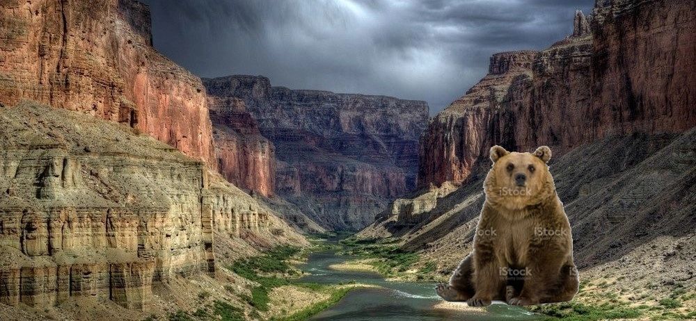Are There Bears At The Grand Canyon