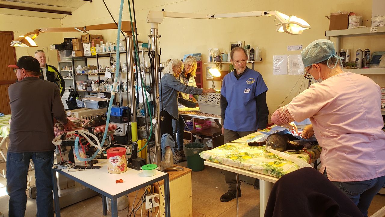 Volunteers working at the P.A.W. Clinic. Photo courtesy of Gene. Volunteers working at the P.A.W. Clinic. Photo courtesy of Gene.