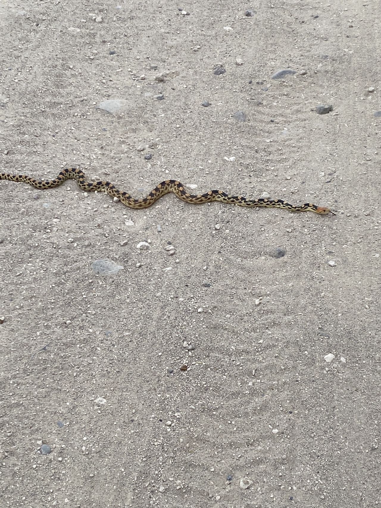 Baja gopher snake. Not as big and scary as the rattlesnakes! Photo courtesy of Rebecca. Baja gopher snake. Not as big and scary as the rattlesnakes! Photo courtesy of Rebecca.
