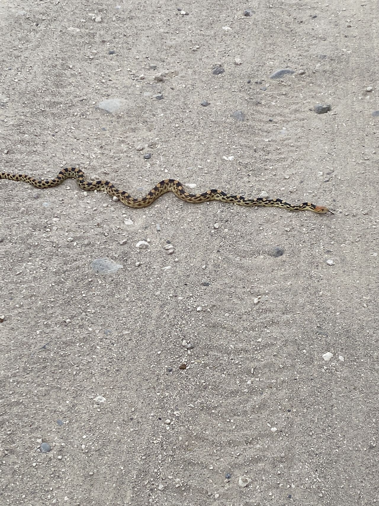 Baja gopher snake.  Not as big and scary as the rattlesnakes!  Photo courtesy of Rebecca.