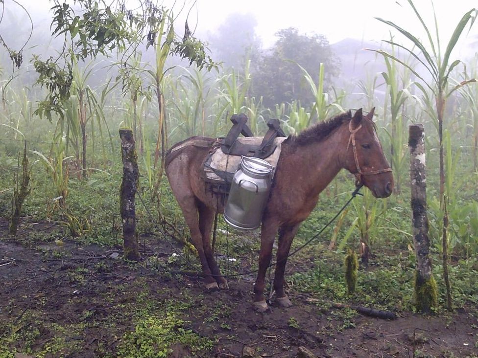 Horse by side of road with milk jugs