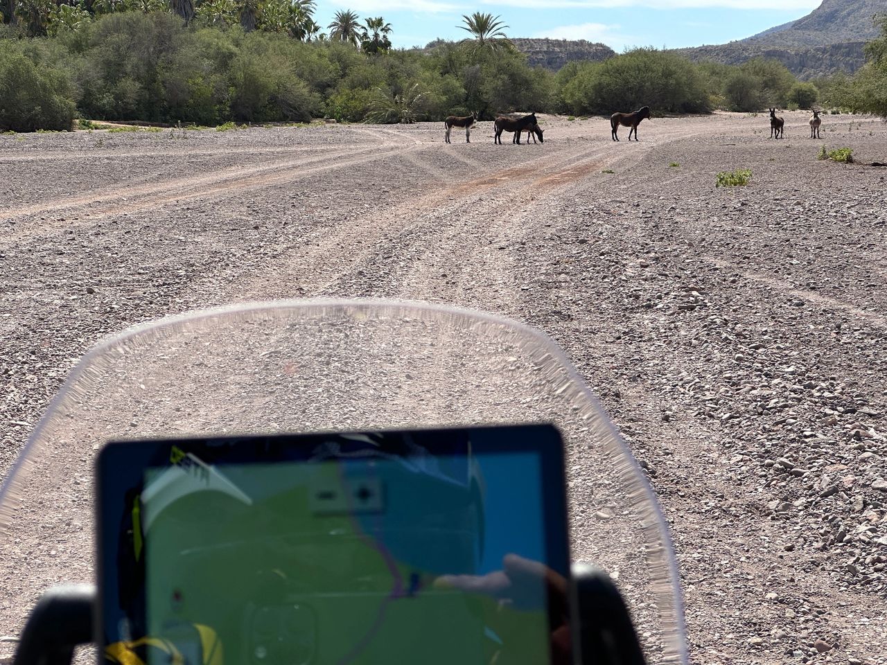 Donkeys in the road in San Nicolas.