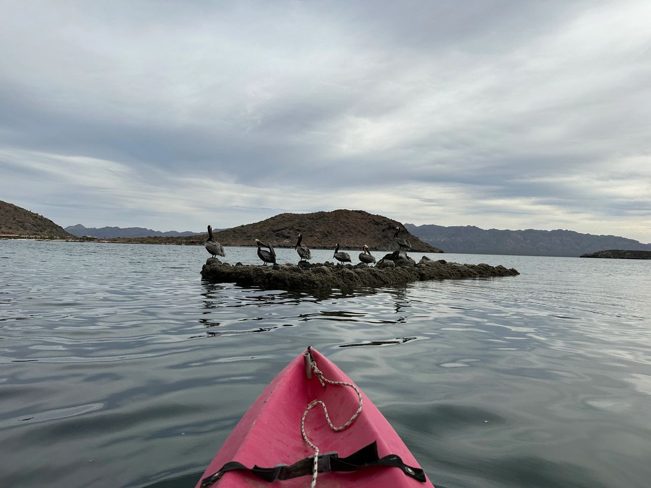 Lots of pelicans out in the bay. Lots of pelicans out in the bay.