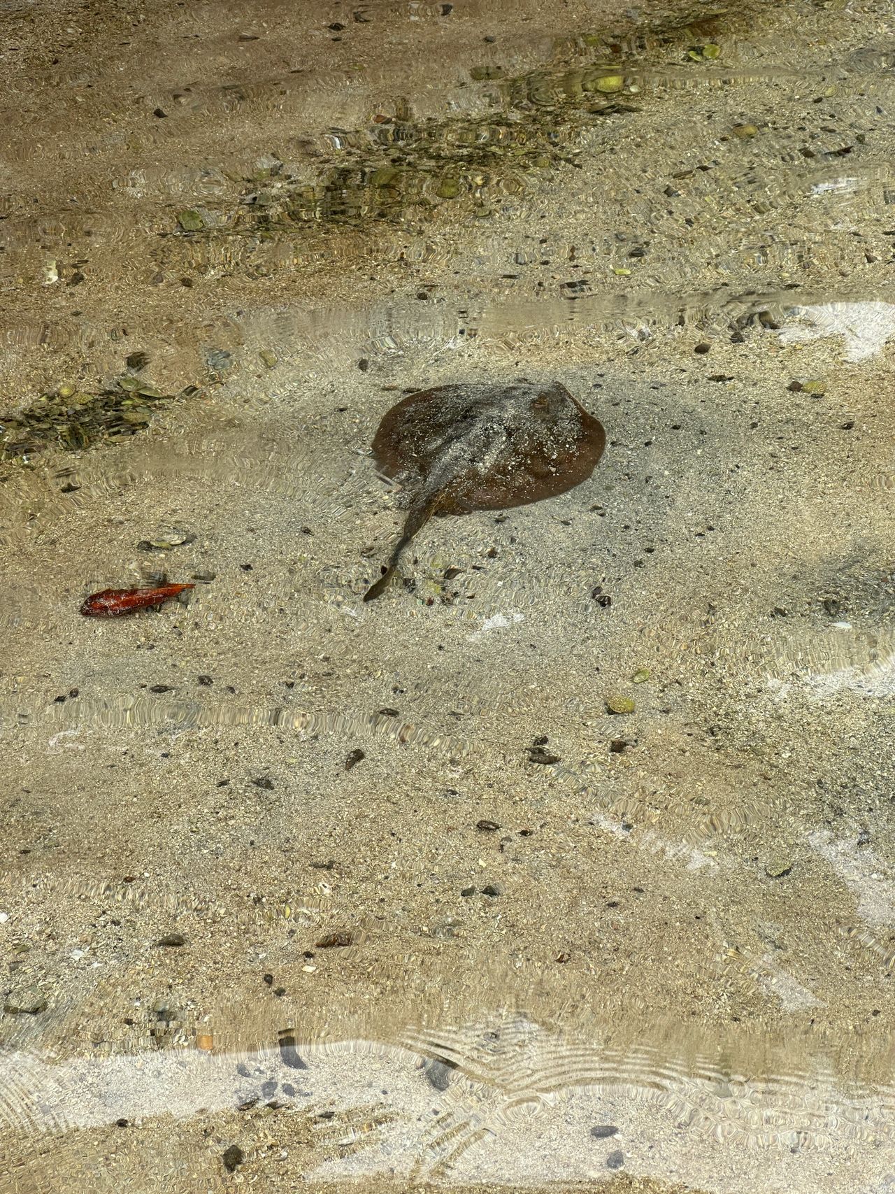Tons of these little rays in the bay. Tons of these little rays in the bay.
