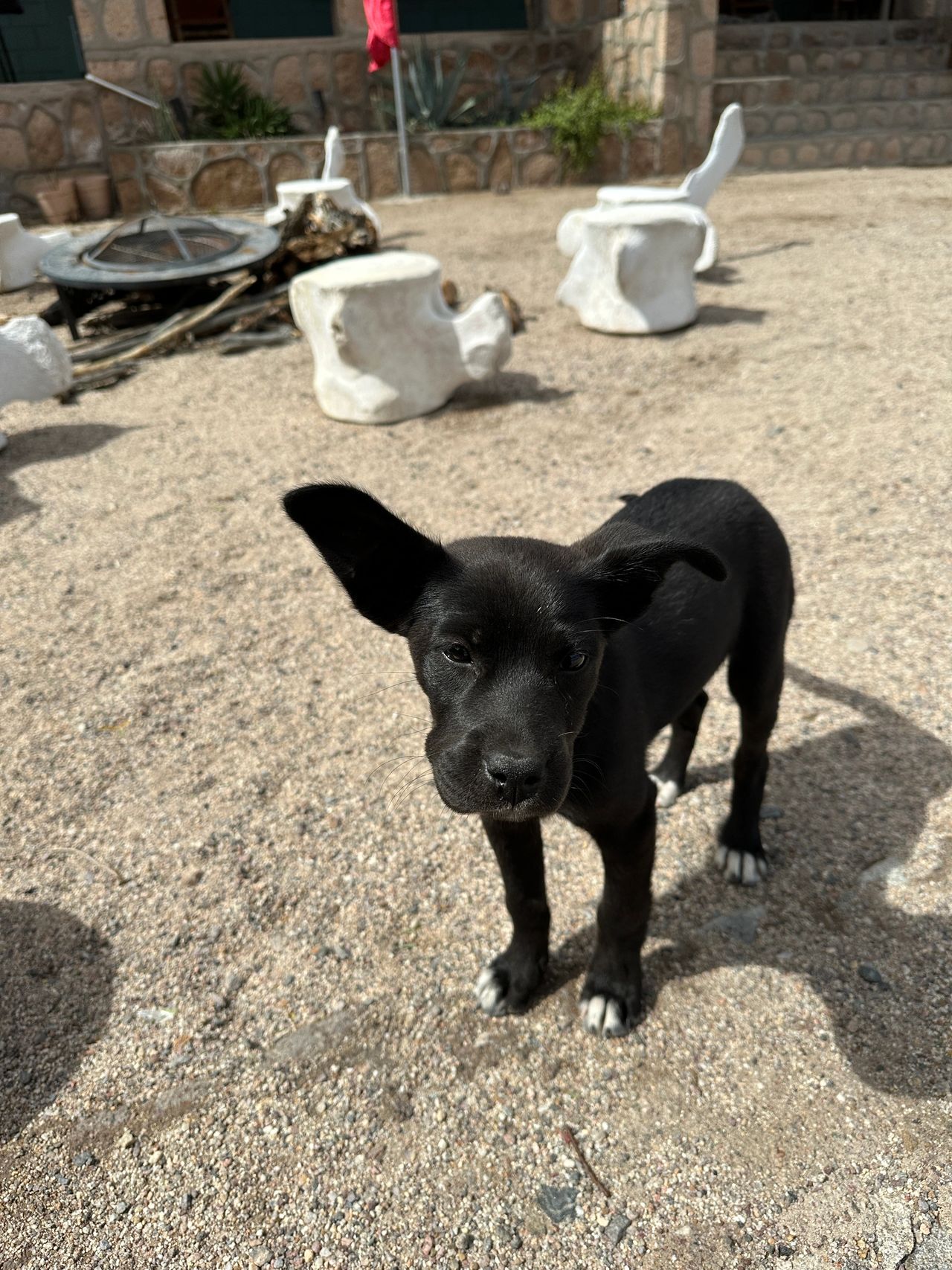 A little friend we made at BOLA AirBnB. A little friend we made at BOLA AirBnB.