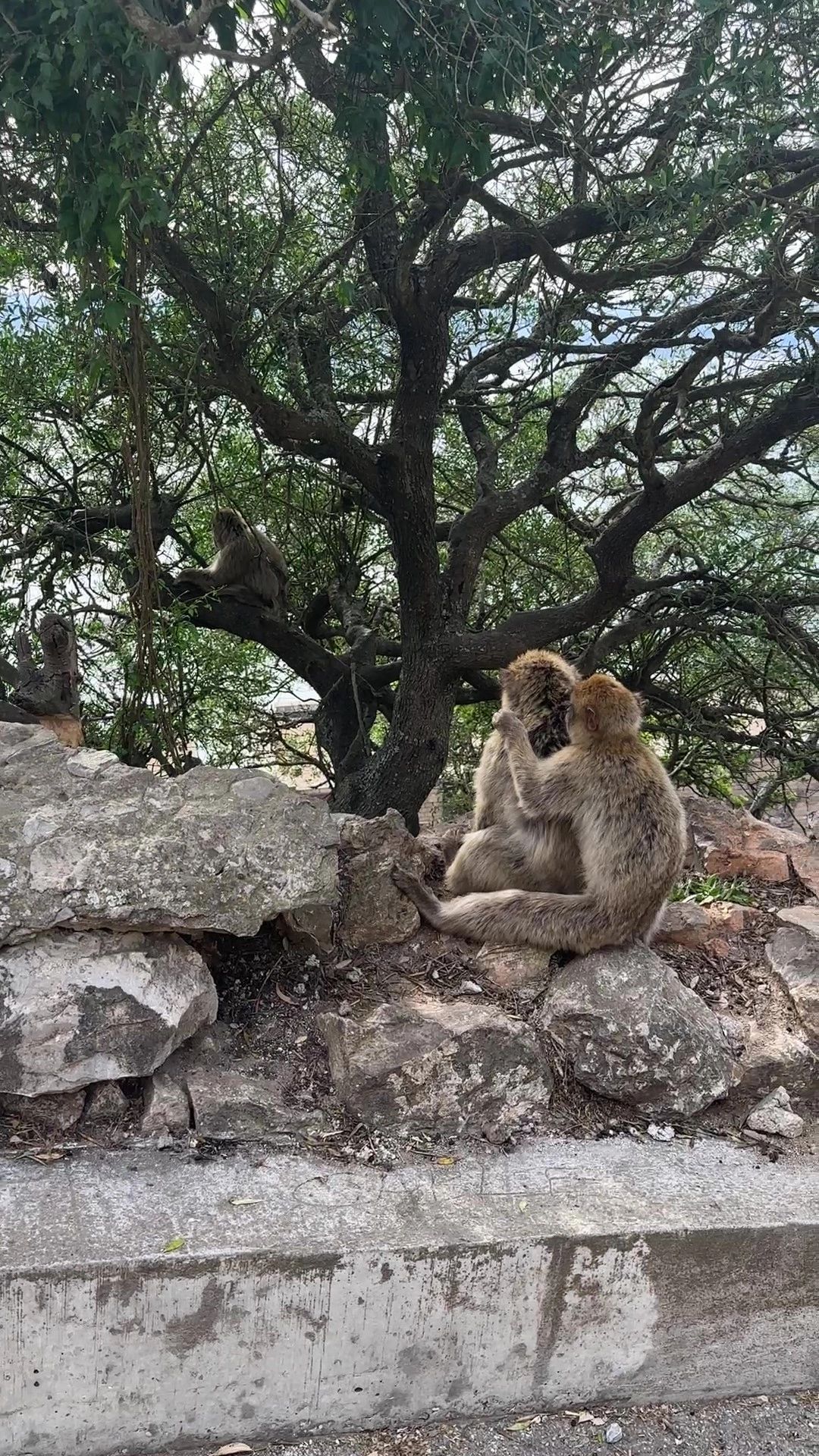 Monkeys that live on the Rock of Gibraltar
