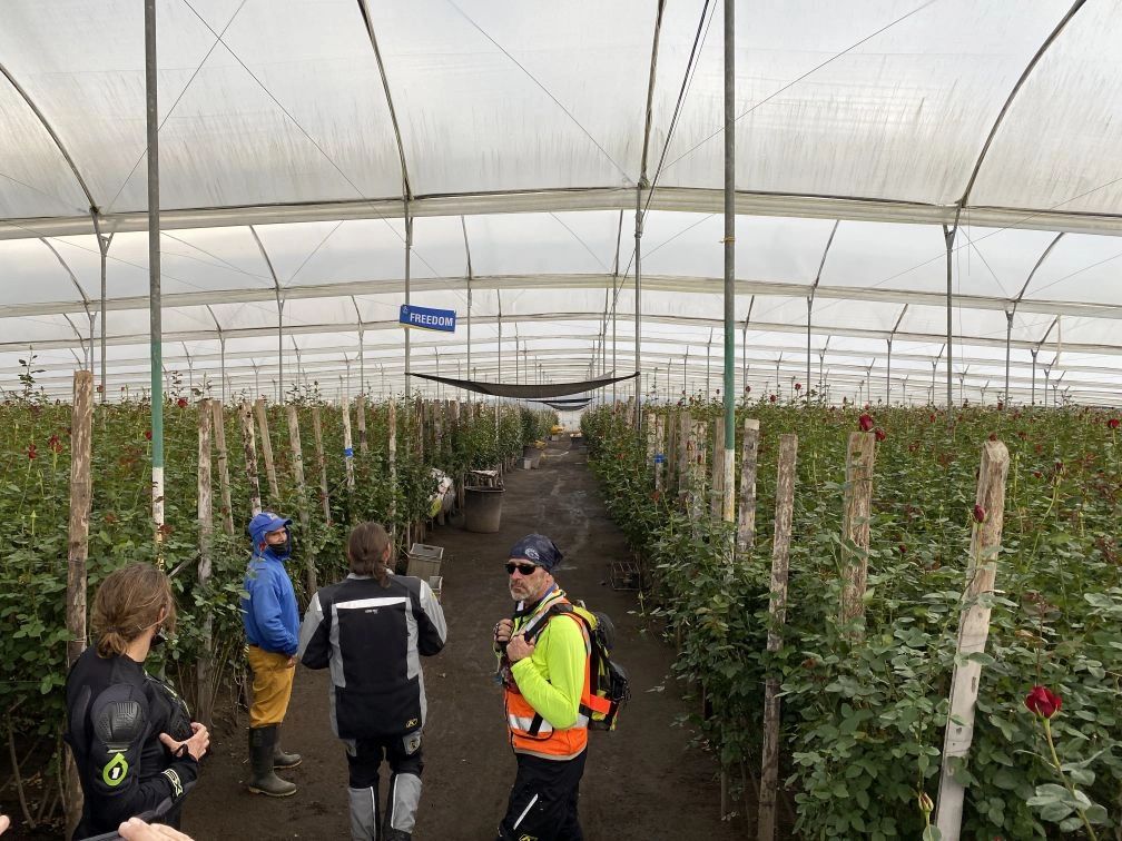 Touring the rose plantation