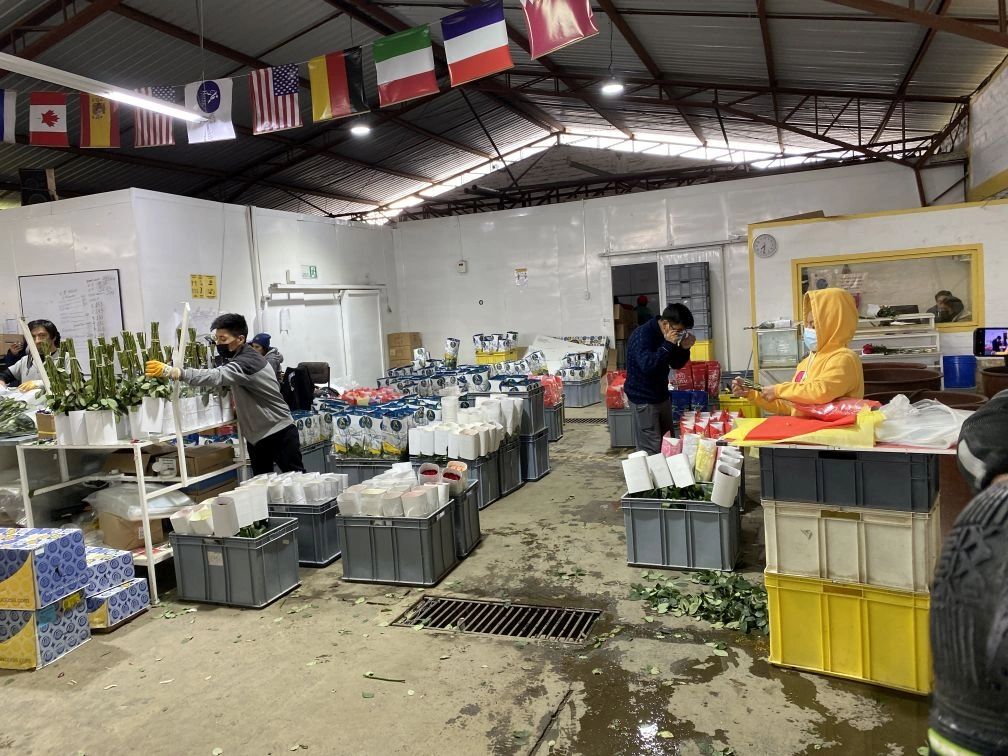 Roses are harvested, packaged and shipped all over the world