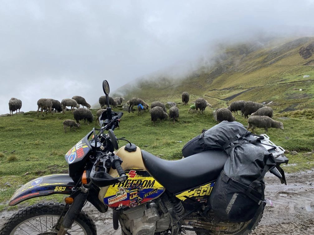 We saw a lot of sheep in the mountains