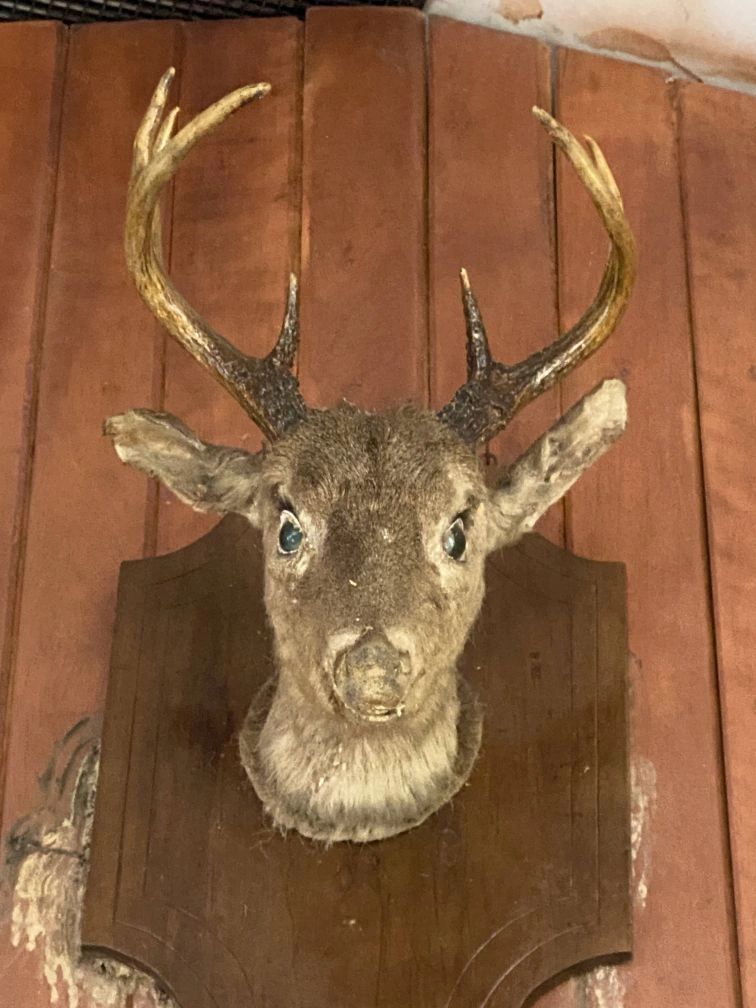 Interesting local taxidermy