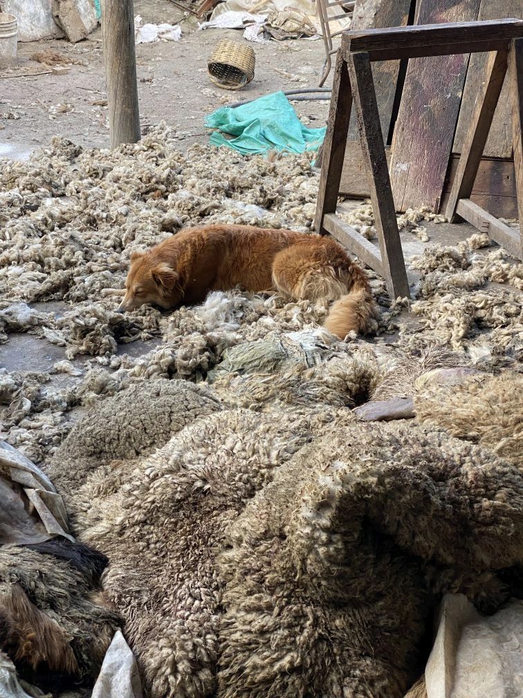 This dog found a perfect bed at the tannery