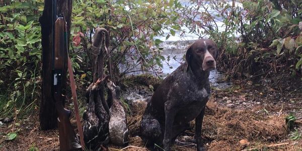 Gundog, NAVHDA, wings and water outfitters, hunting and fishing guide