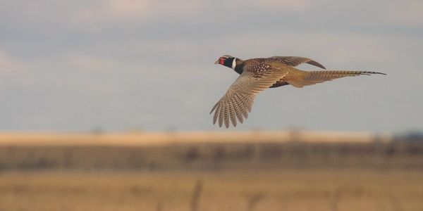 Guided duck and goose hunts, fishing, Grouse and woodcock hunts, pheasant and chuckar hunts, NAVHDA