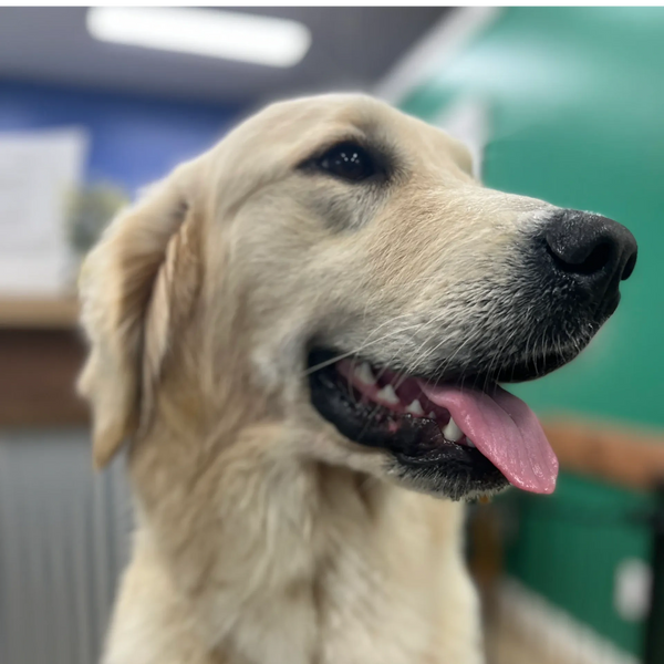 Golden Retriever