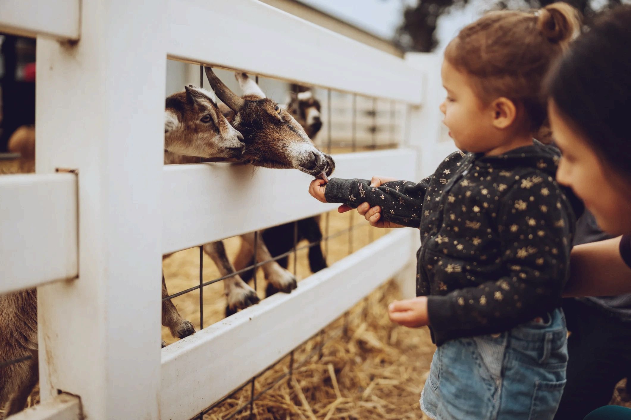 Barnyard Fun Petting Zoo | Rock Island, WA