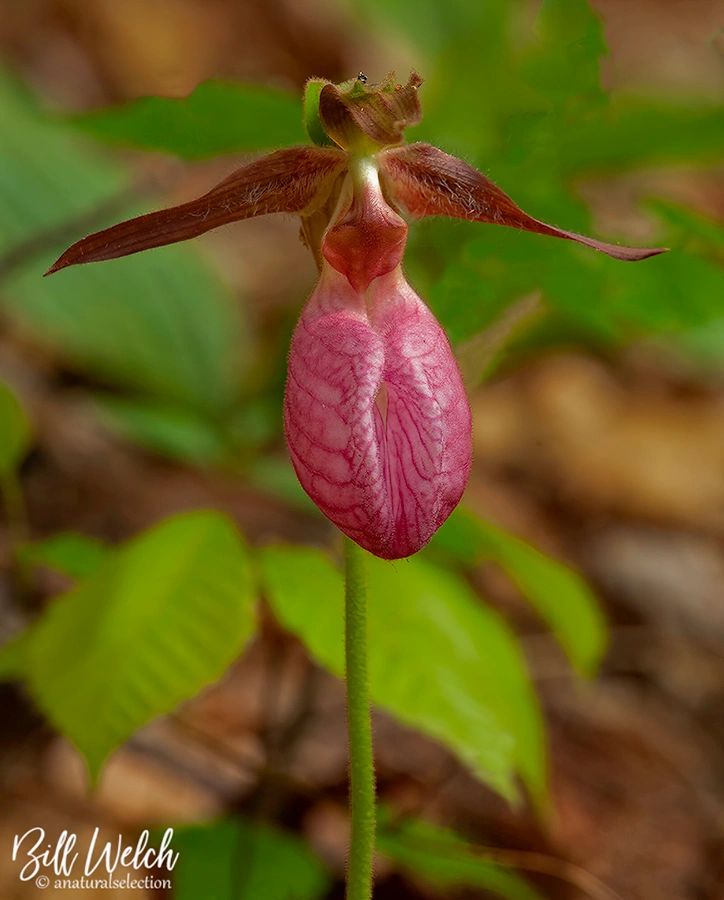 //img1.wsimg.com/isteam/ip/98cdabb5-48cd-4ee1-a1b1-84858afee45e/Pink%20Lady%20Slipper%20Orchid%20by%20Bill%20Welch.jpg/:/cr=t:0%25,l:0%25,w:100%25,h:100%25/rs=w:1300,h:800