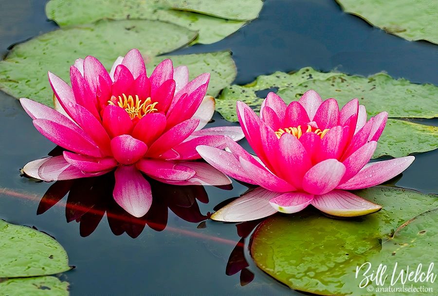 //img1.wsimg.com/isteam/ip/98cdabb5-48cd-4ee1-a1b1-84858afee45e/Pink%20Water%20Lillies%20by%20Bill%20Welch.jpg/:/cr=t:0%25,l:0%25,w:100%25,h:100%25/rs=w:1300,h:800