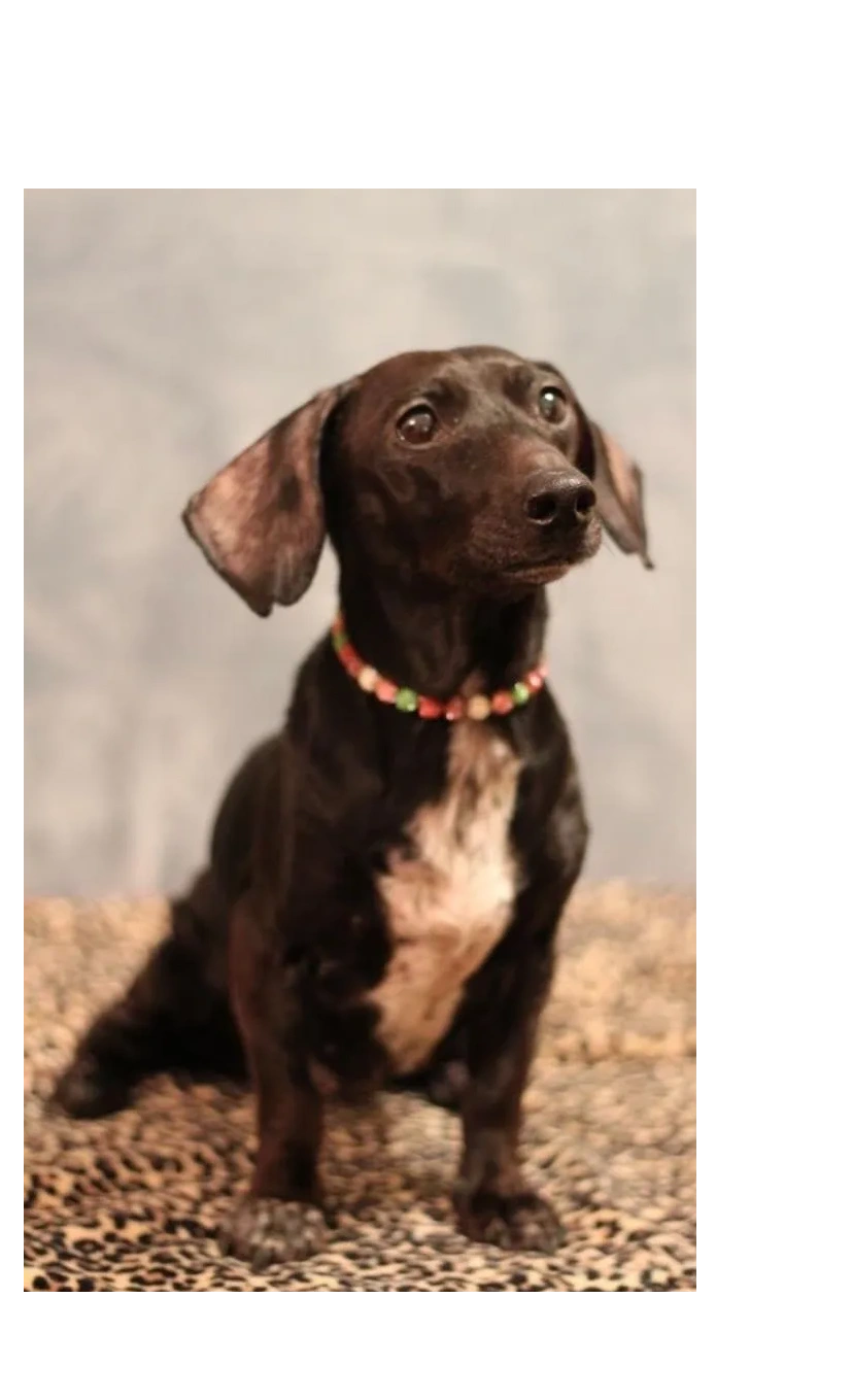 A closer look at Full Service Dog Grooming