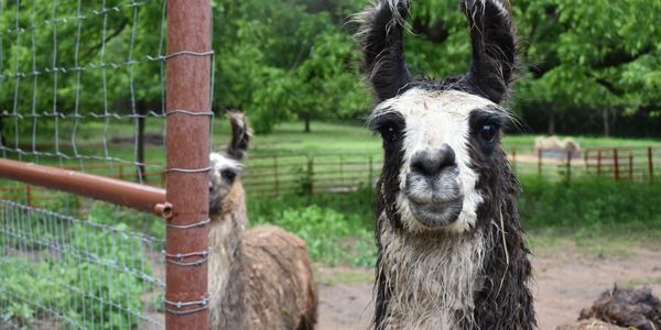 lost creek safari zoo