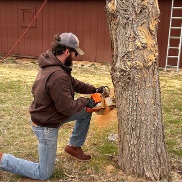 Tree and Brush Removal, Prescott, Prescott Valley, Chino Valley, Dewey