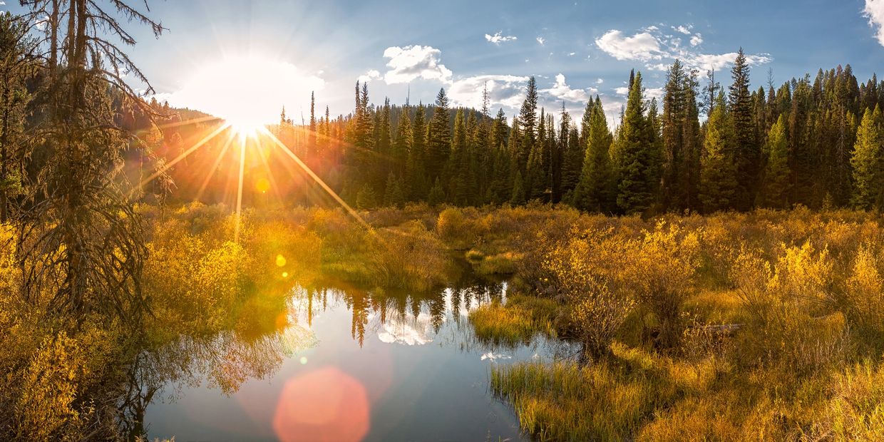 Sage Software Montana