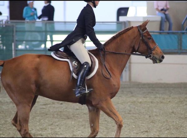 Horse show at Soleil Stables Hunter/jumper/equitation riding lessons