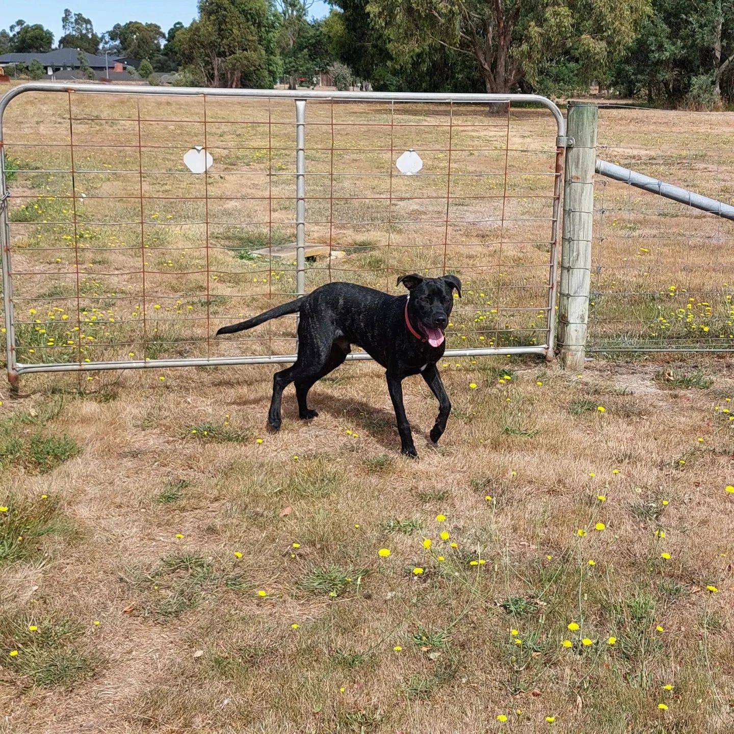 Dog Boarding, Dog Day Care Lewis and Co Ballarat, Victoria