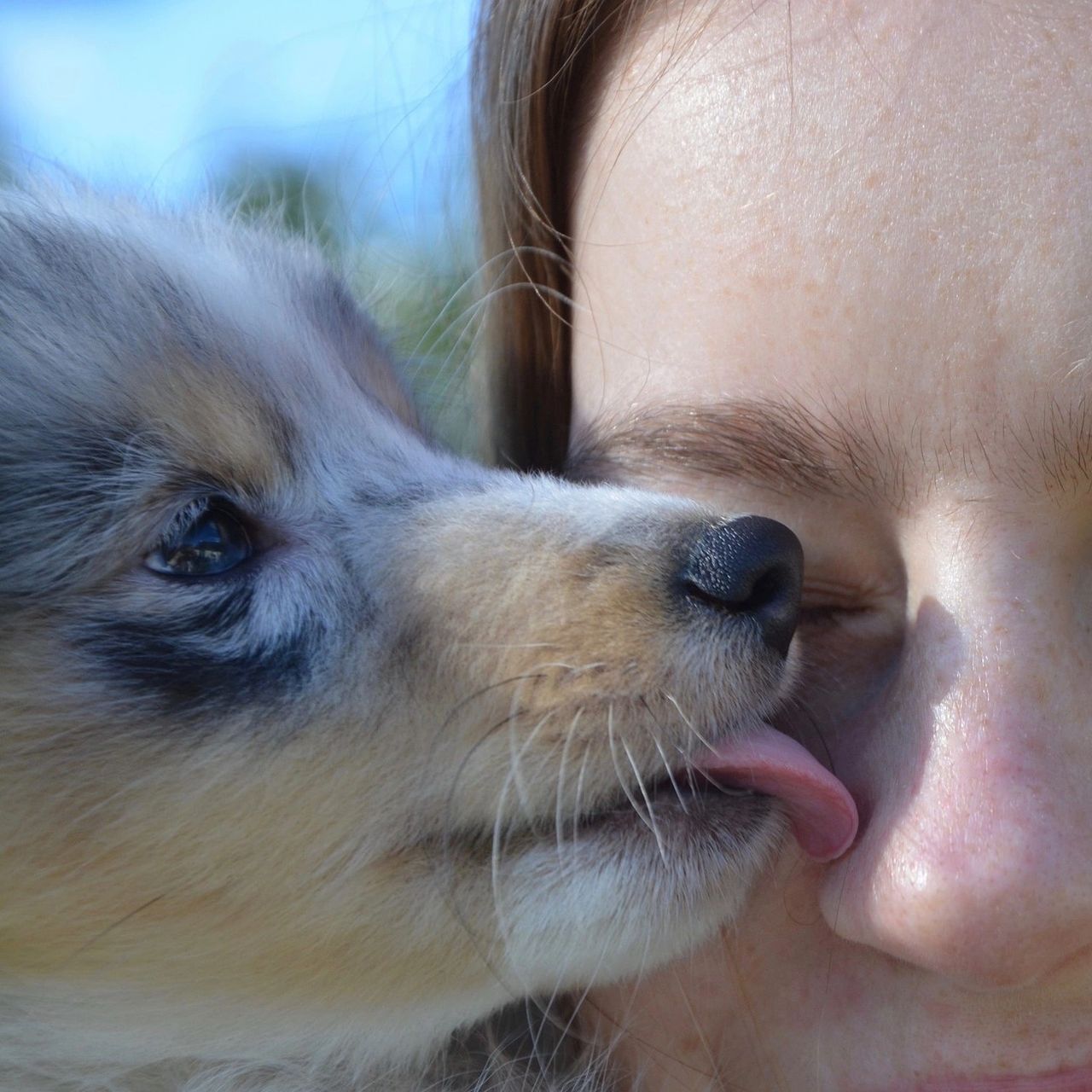 Why Does My Dog Lick My Nose? Understanding Canine Communication - PawSafe