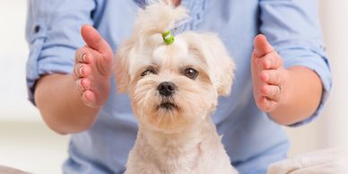 animal Reiki, pet health, pet wellbeing, animal communication, pet psychic, dog whisperer