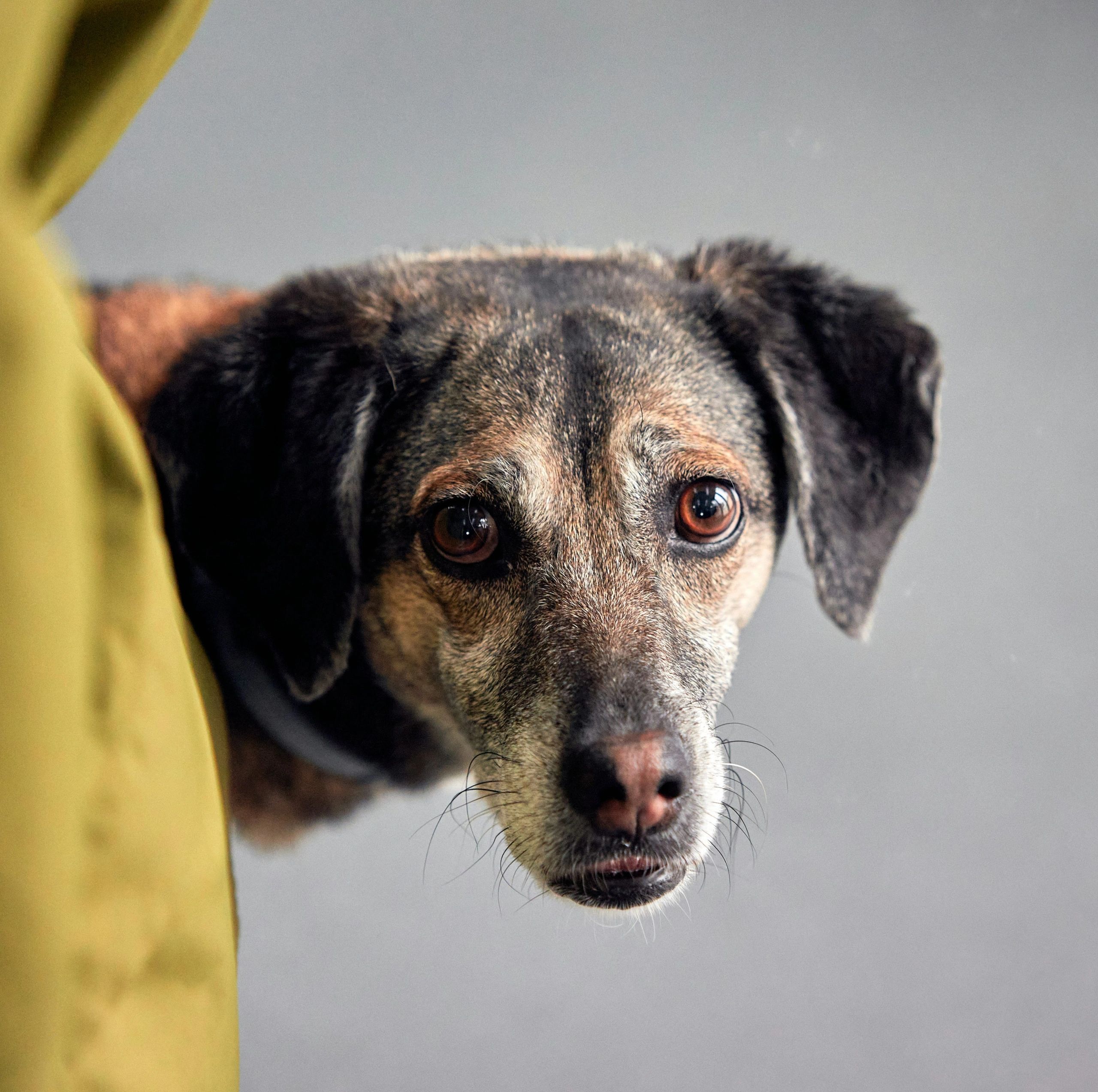 Pets Getting Scared Second Chances & Healing Hearts: Understanding Your Rescue Pets