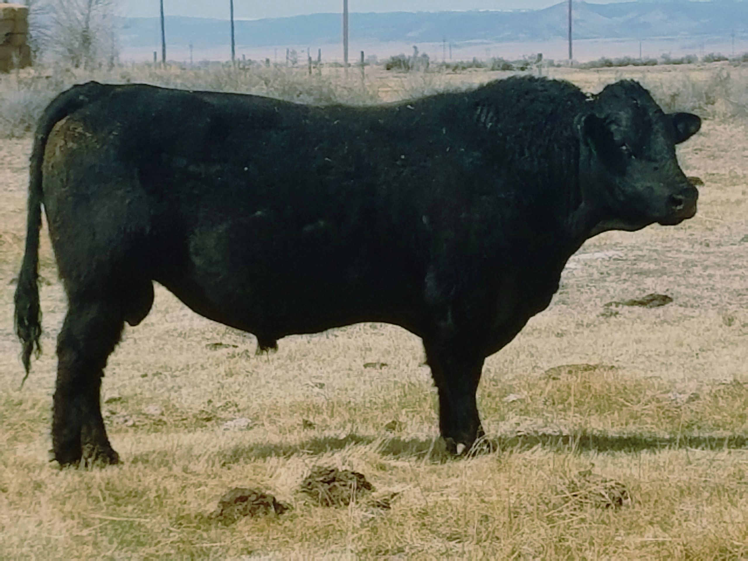 One of the bulls cared for by our angus bull supplier