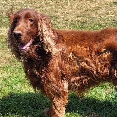Irish Setter Rescue Dogs: Transforming Lives Forever