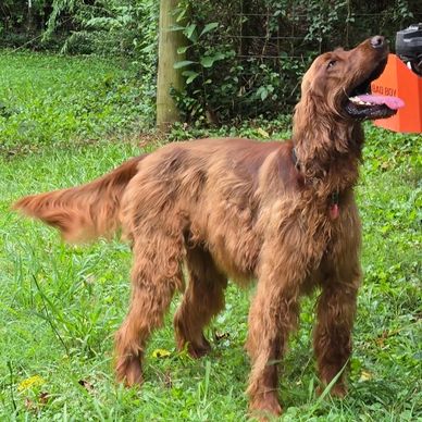 Irish Setter Rescue Dogs: Transforming Lives Forever