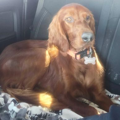 Irish Setter Rescue Dogs: Transforming Lives Forever
