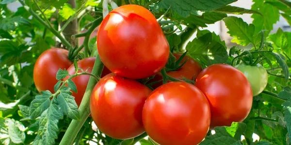 Ripe red tomatoes hanging on the vine among green leaves.