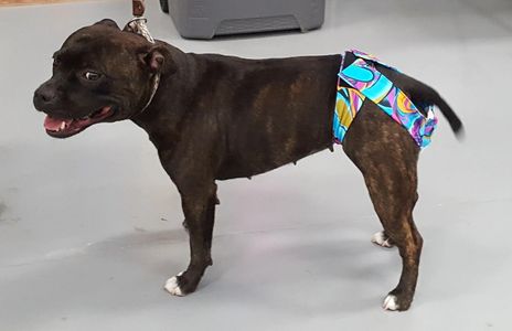 A black dog wearing colorful doggie diapers standing on a gray floor.