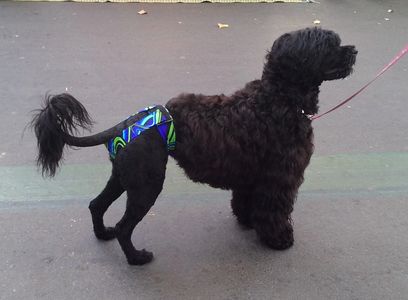Black dog wearing colorful diaper standing on pavement.