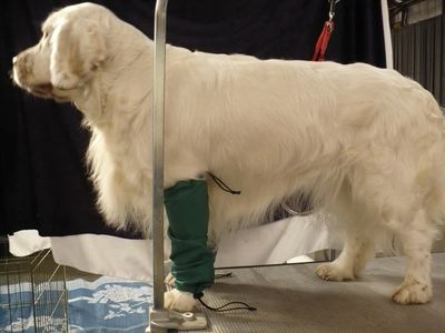 Clumber Spaniel
