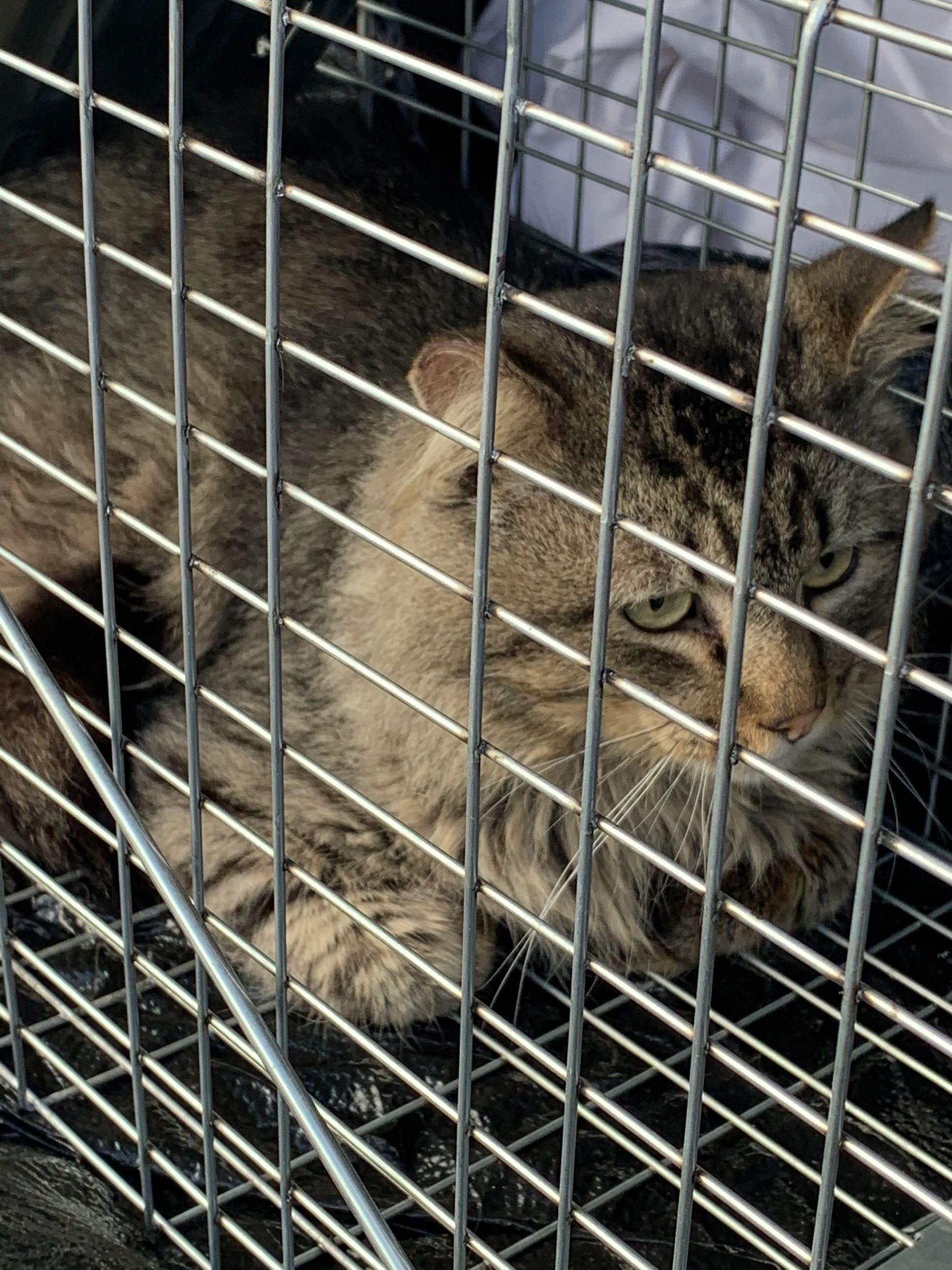 Charleston Receives Grant to Help Control Animal Population Charleston Receives Grant to Help Control Animal Population