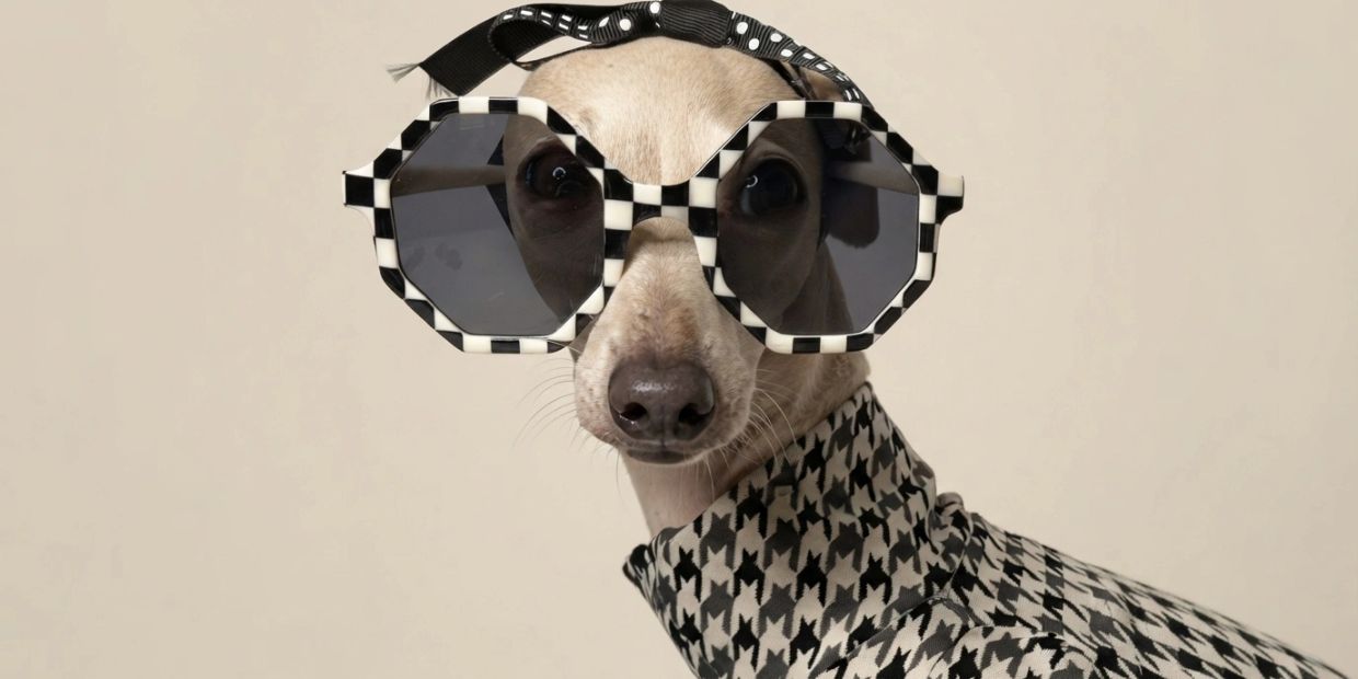 Dog in stylish sunglasses and patterned outfit.