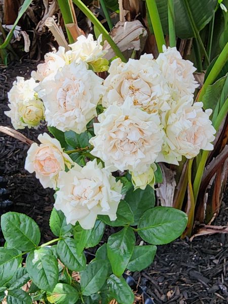 Nippon Roses japanese-roses