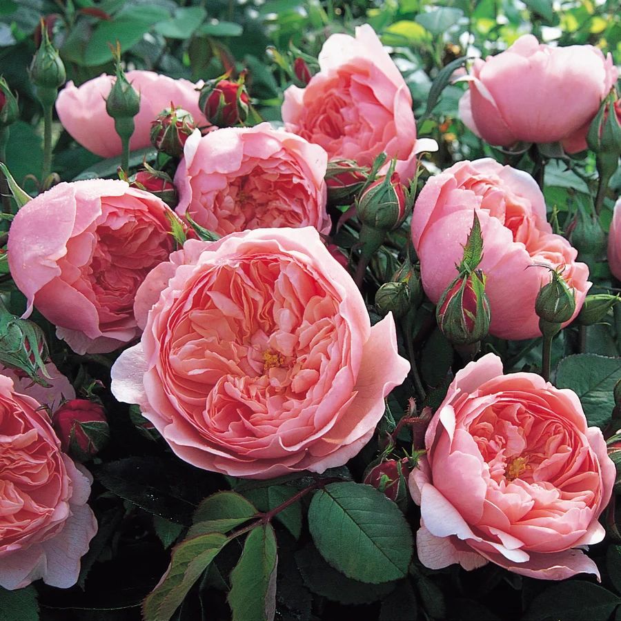 FoxView Roses: Fortuniana and Rare Rose Bushes for Sale Online