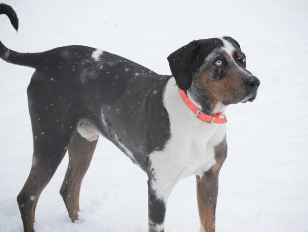 Tucker, our male who started it all.